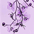 Orchidées mauves  reseize