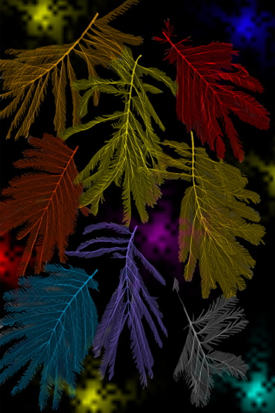 Mimosa multicolore
