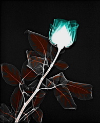Rose bleue et feuilles orangées sur fond noir (Copier)