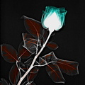 Rose bleue et feuilles orangées sur fond noir (Copier)