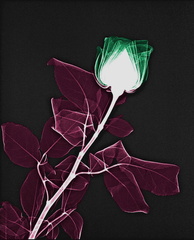 Rose fond noir, feuilles poupres et fleur verte