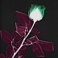 Rose fond noir, feuilles poupres et fleur verte