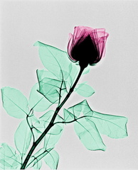 Rose RX. ien couleur