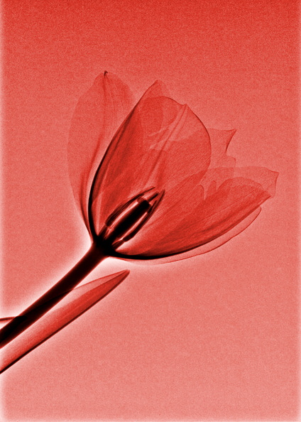 La tulipe rouge.JPG