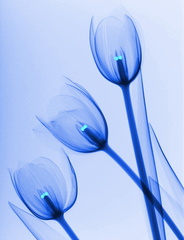 Tulipes transparentes et pistils bleus