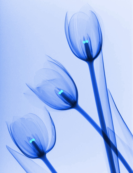 Tulipes transparentes et pistils bleus.JPG